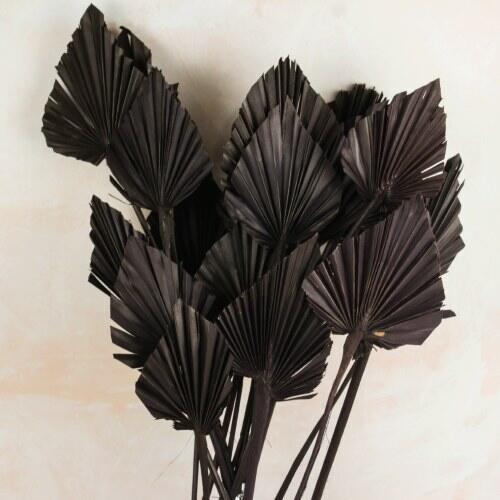 palm spear palmspear brown dried