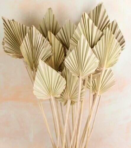 light pink dried palm spear