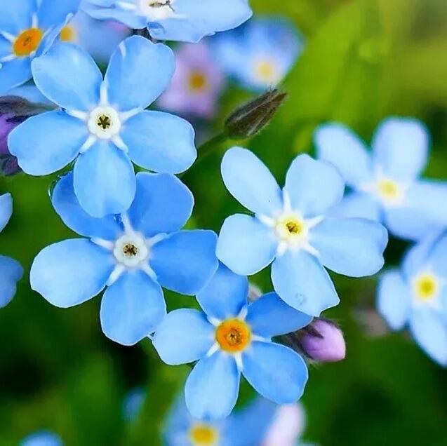 artificial forget me not flowers