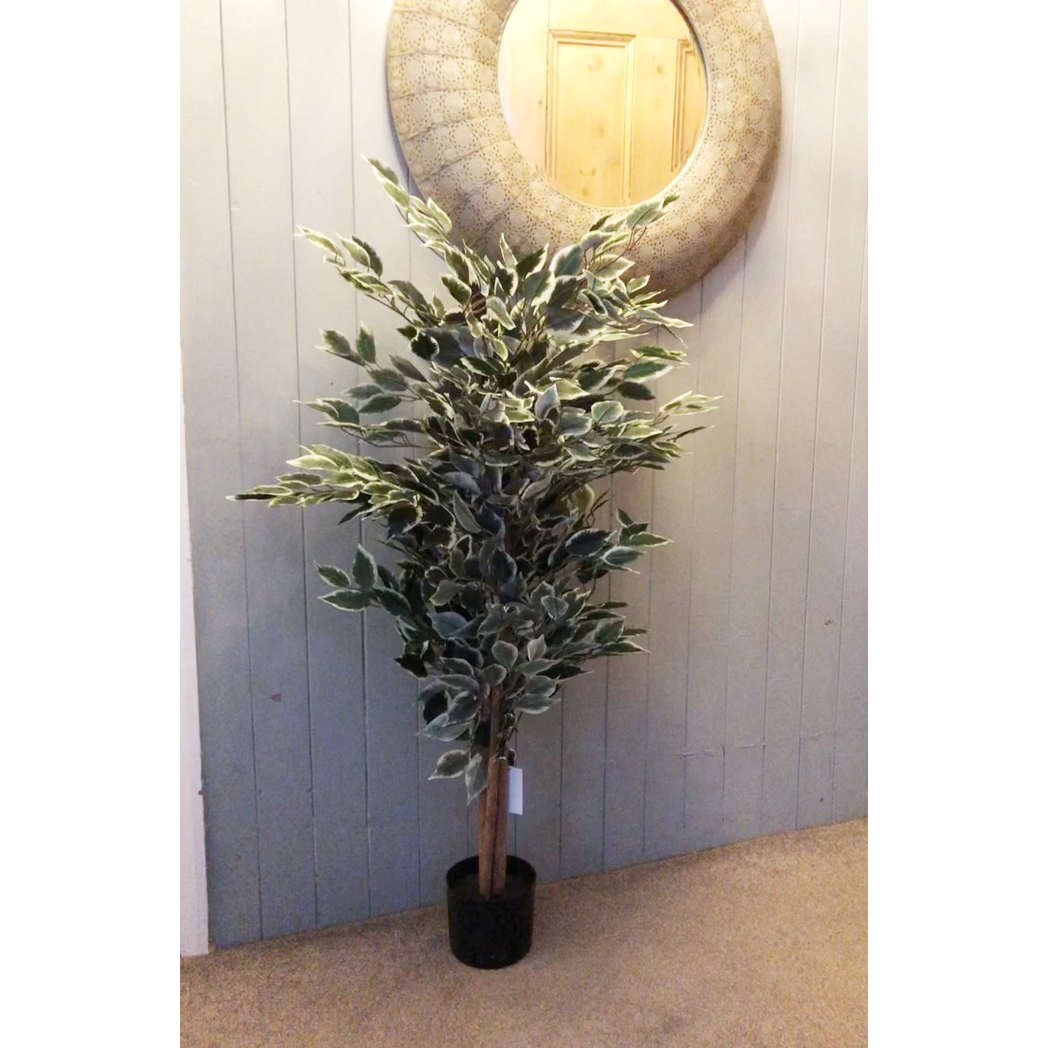 Variegated White and Green Bushy tree