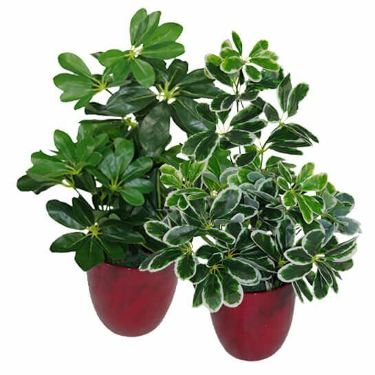 Dark Green Artificial Schefflera Arboricola Plant