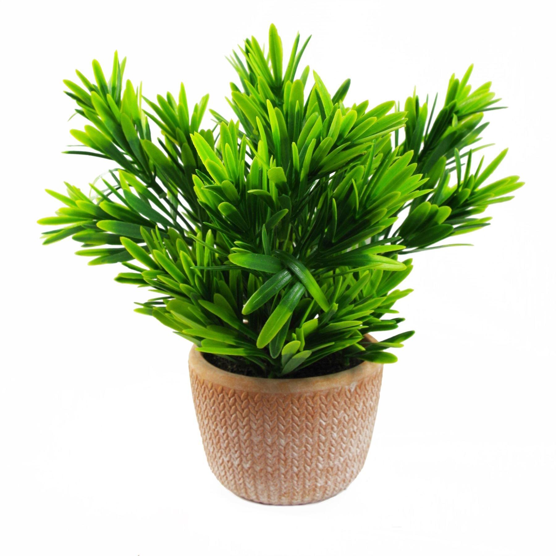 22cm foliage honey plant dark green in terracotta view 1
