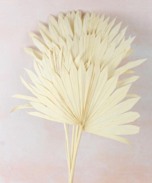 sun spear white bleached dried