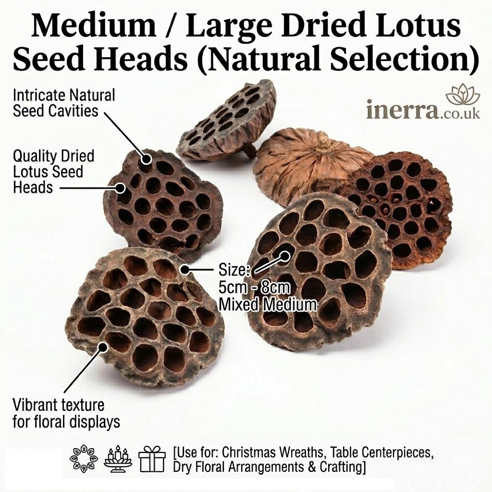 christmas dried lotus seed pods heads