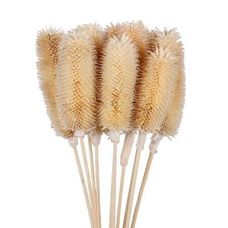 dried thistle stem