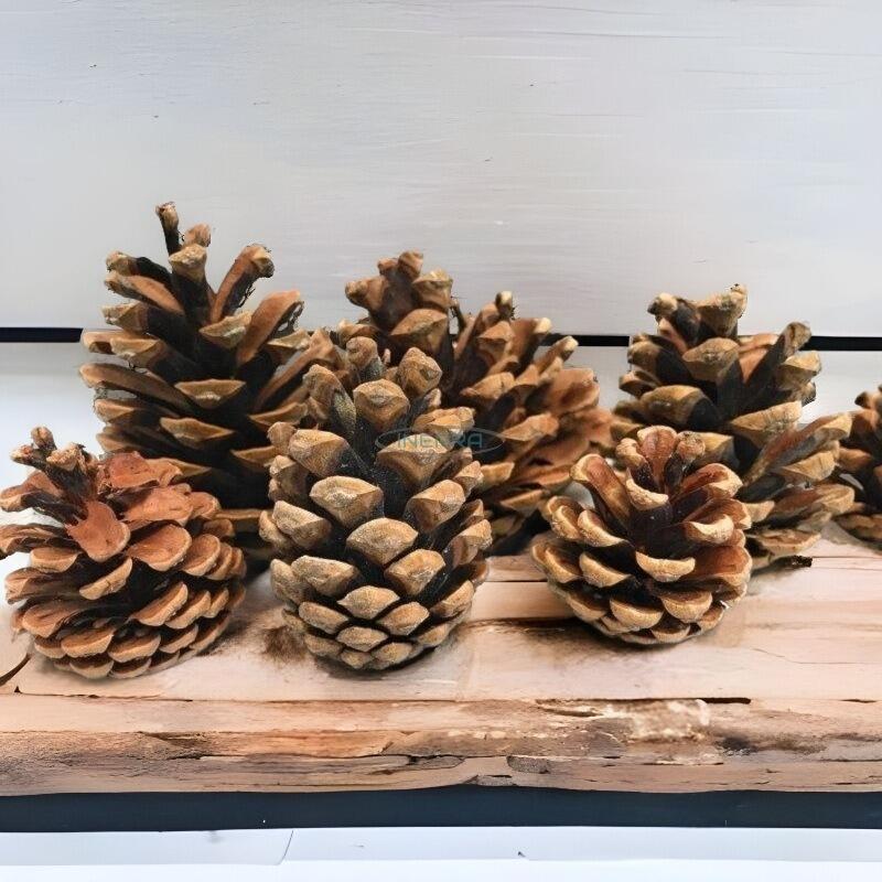 pine cones