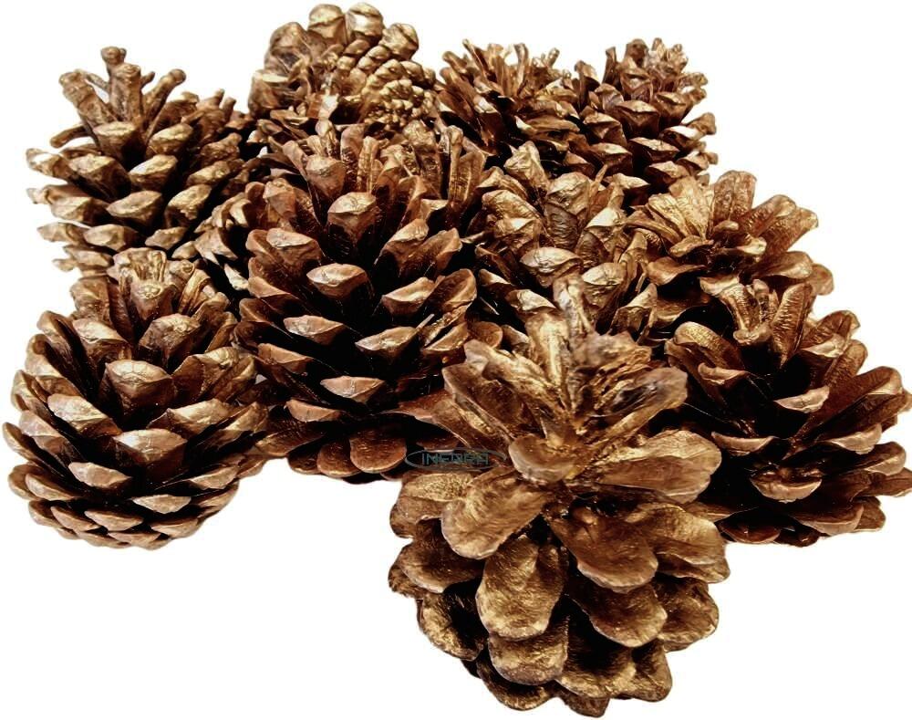gold christmas pine cones natural real