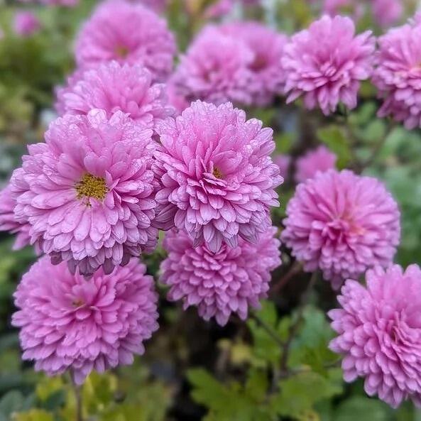 artificial chrysanthemum flowers