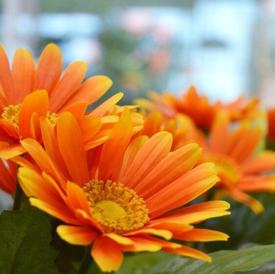 artificial gerbera flowers
