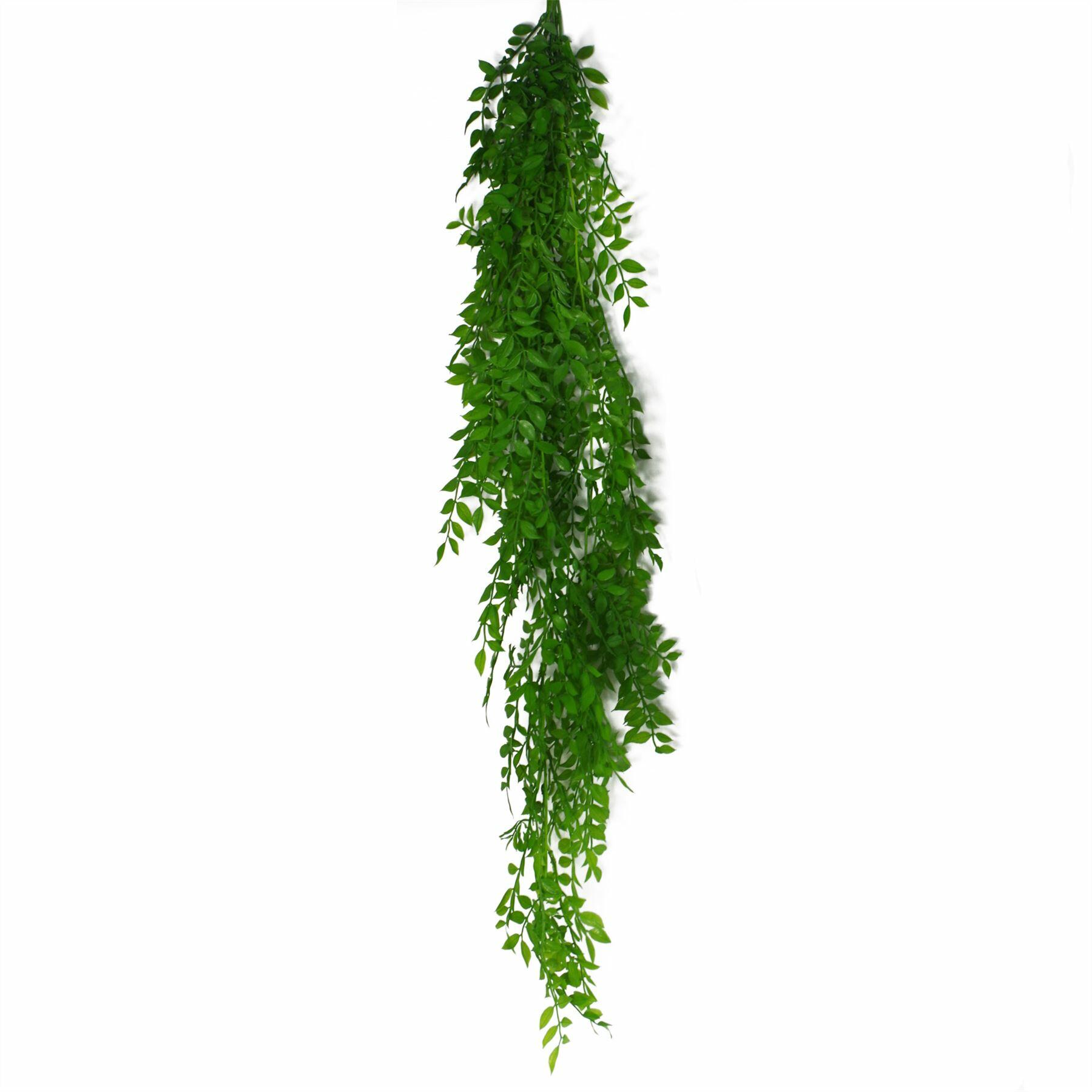Hanging String of Pearls Fern Plant Light Green