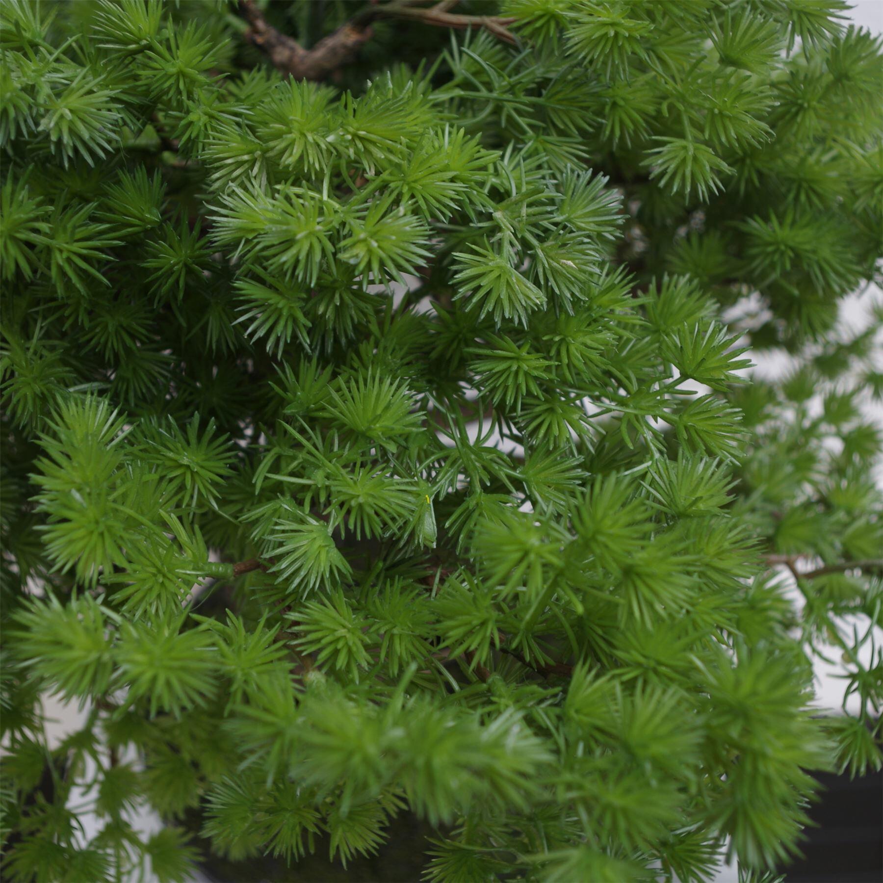 Artificial Luxury Pine Bonsai Tree