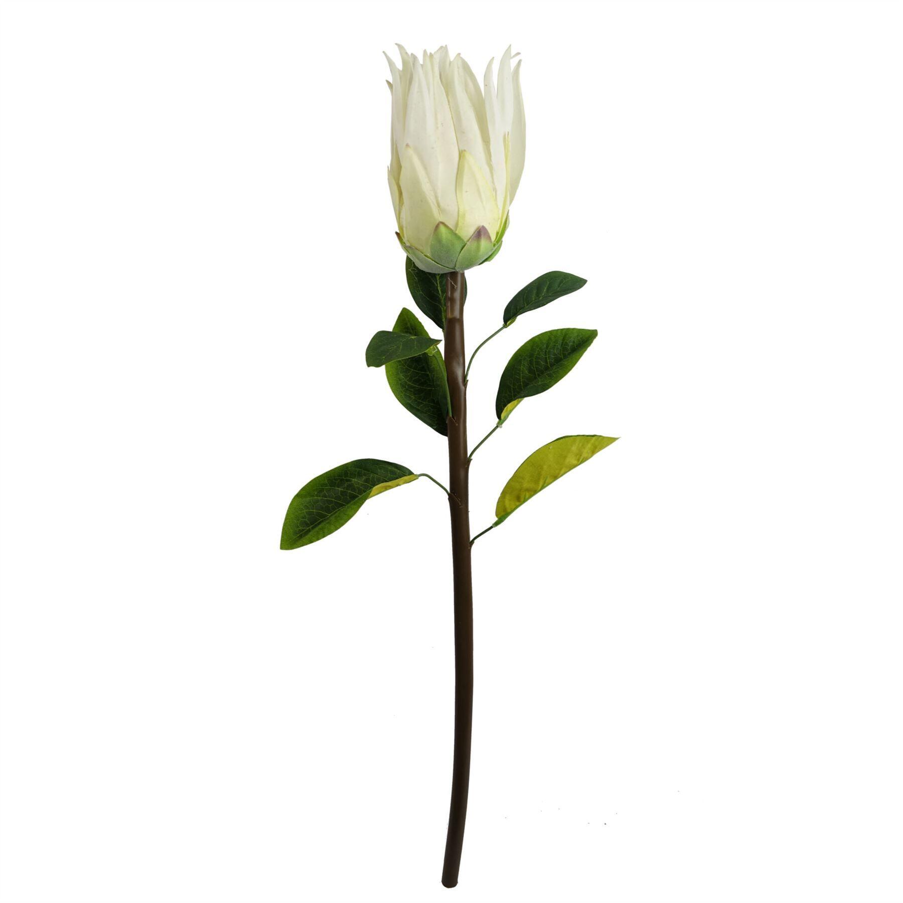 angled view of 65cm protea sugarbush flower stem - white