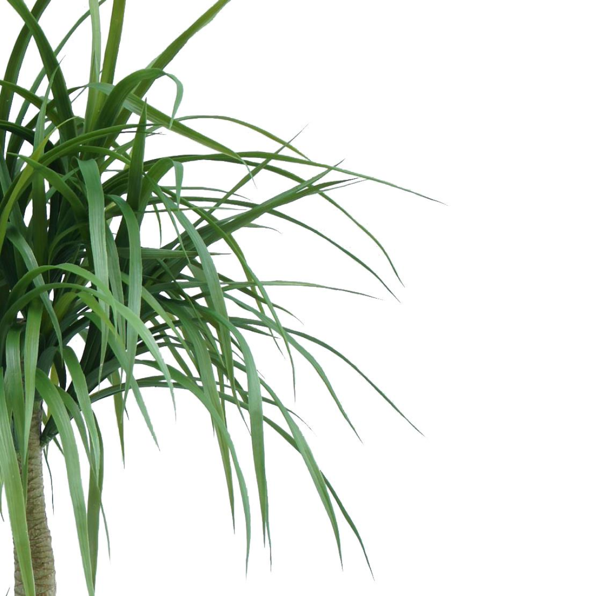 Picture of 120cm Dracaena Realistic Artificial Tree