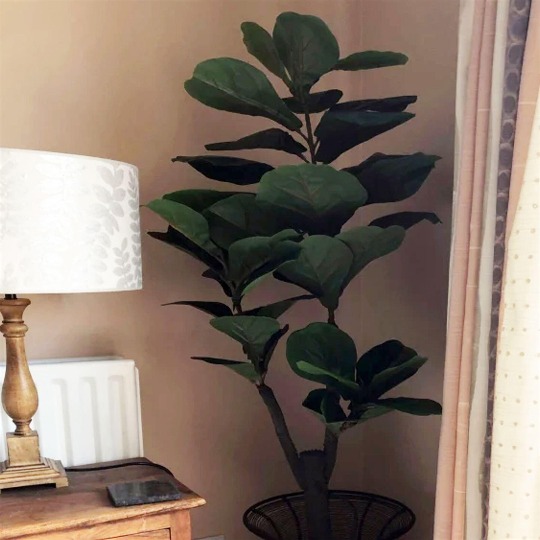 evergreen large ficus plant fiddle 120cm (4ft) product image