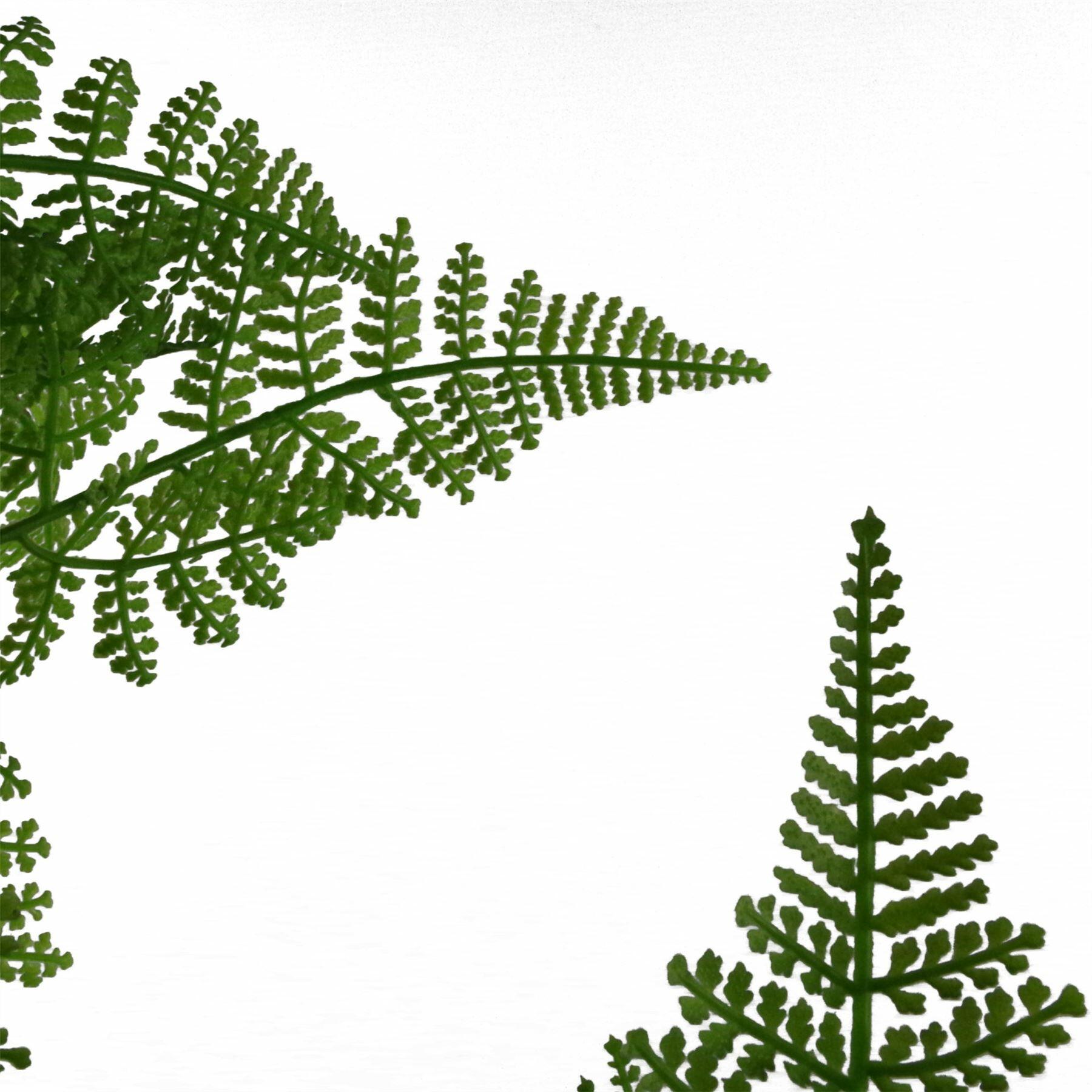 Artificial Natural Moss Base Fern Foliage Plant