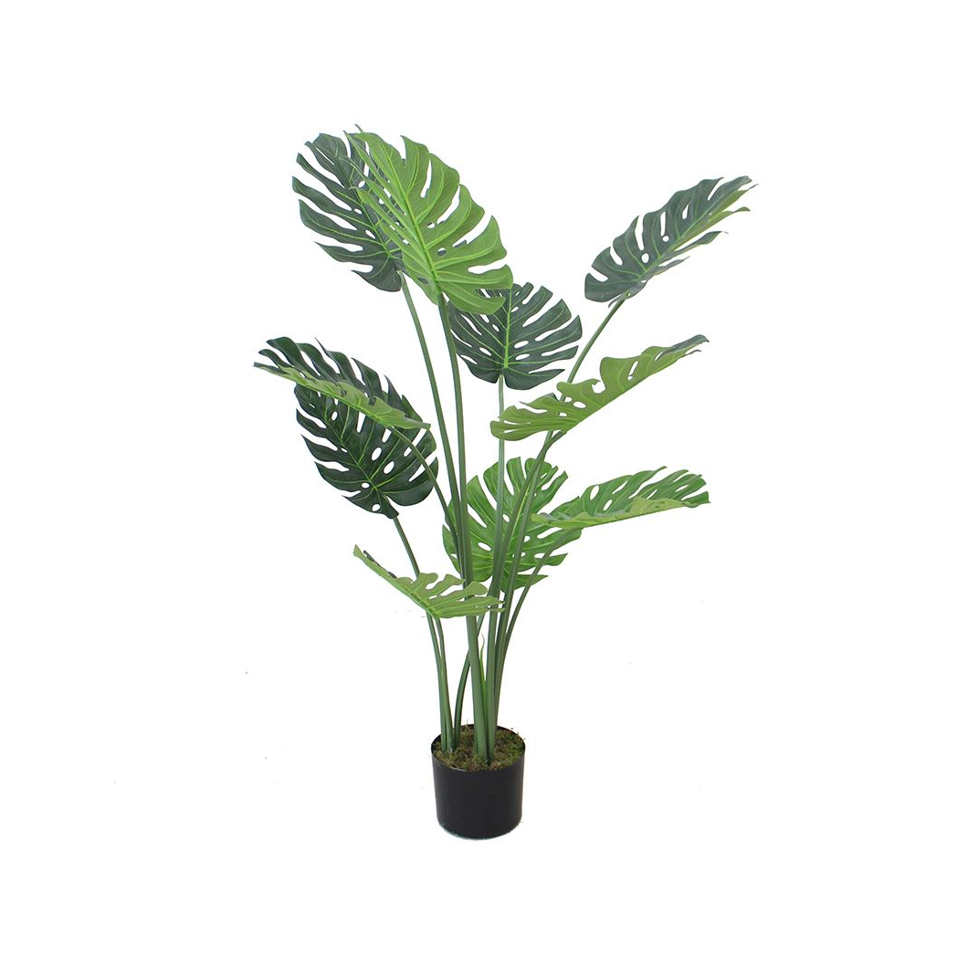 Luxury Monstera Plant