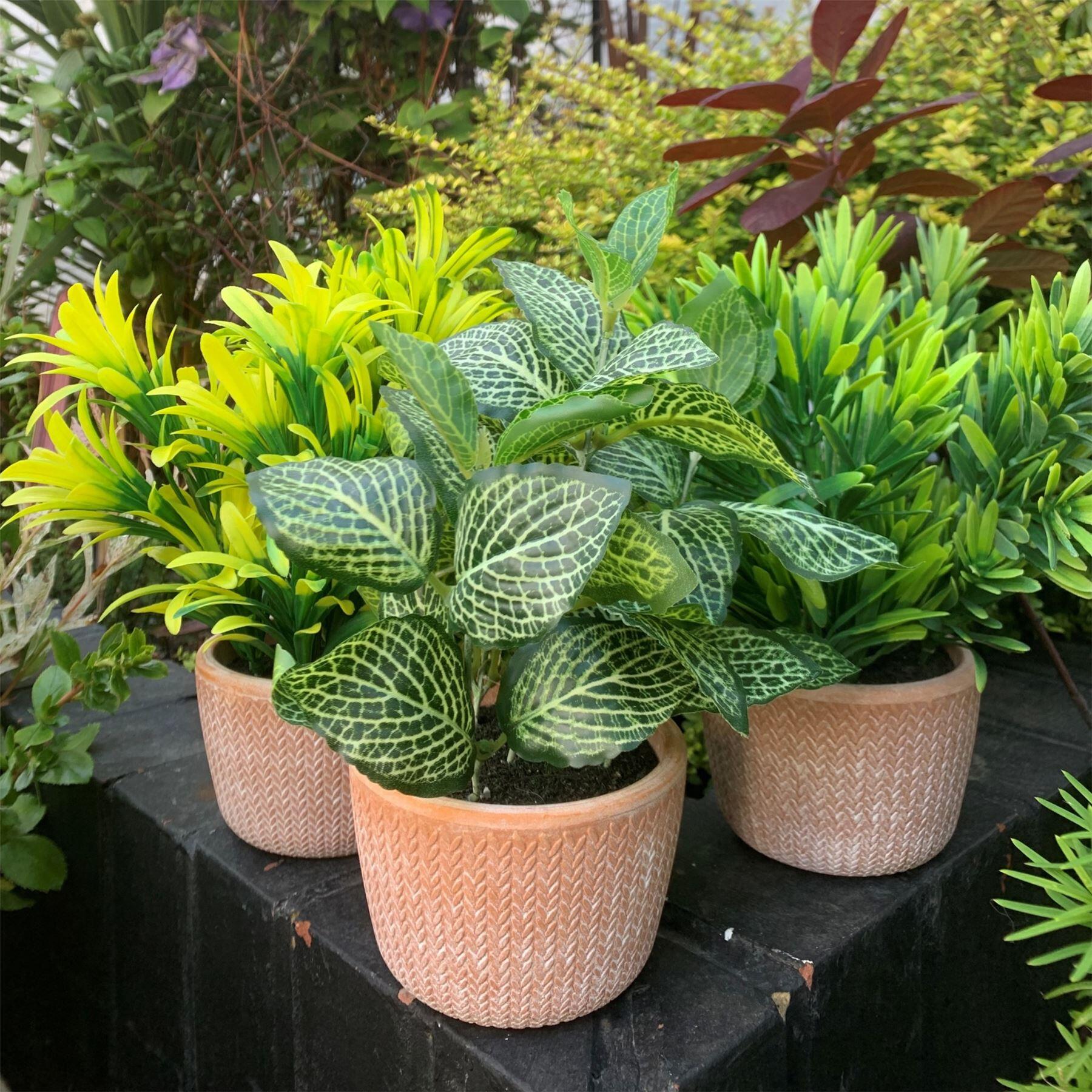 22cm foliage honey plant dark green in terracotta view 2