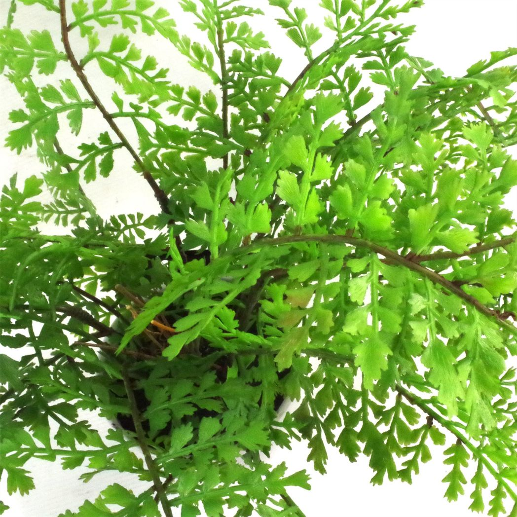 30cm Artificial Potted Royal Fern alternative style 5