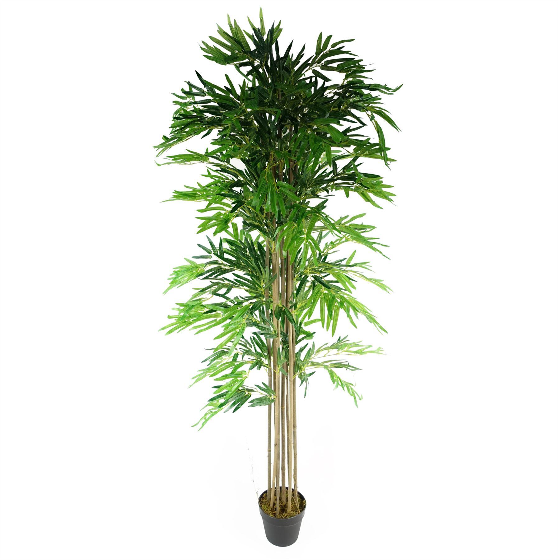 bamboo trees plants natural (6ft) green 180cm product image