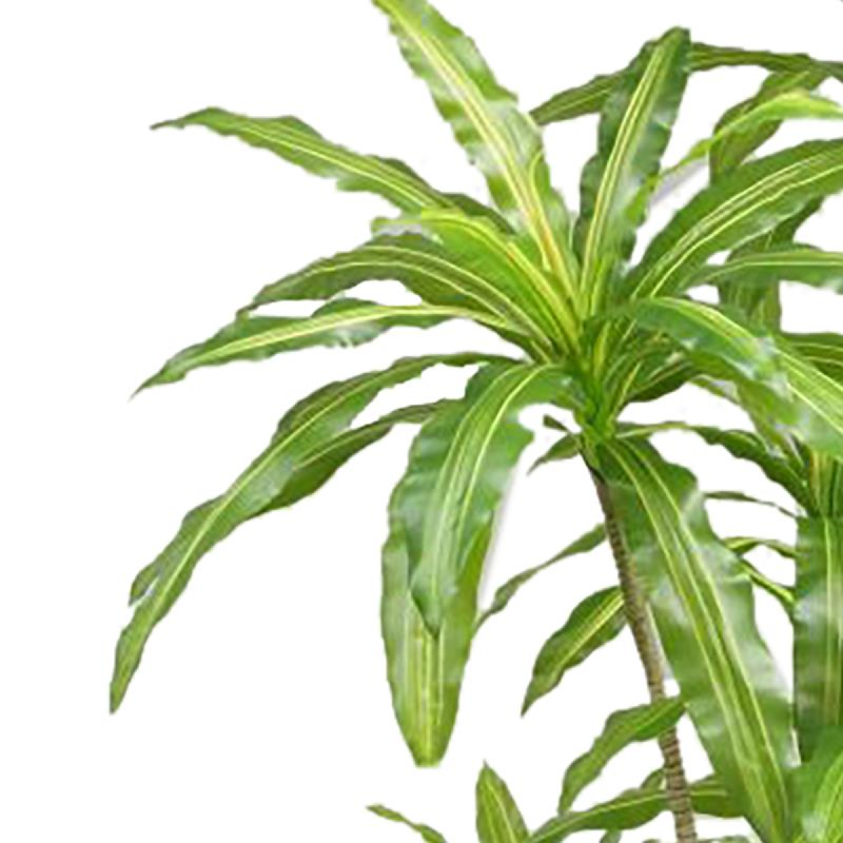 dracaena striped realistic tree 180cm artificial product image