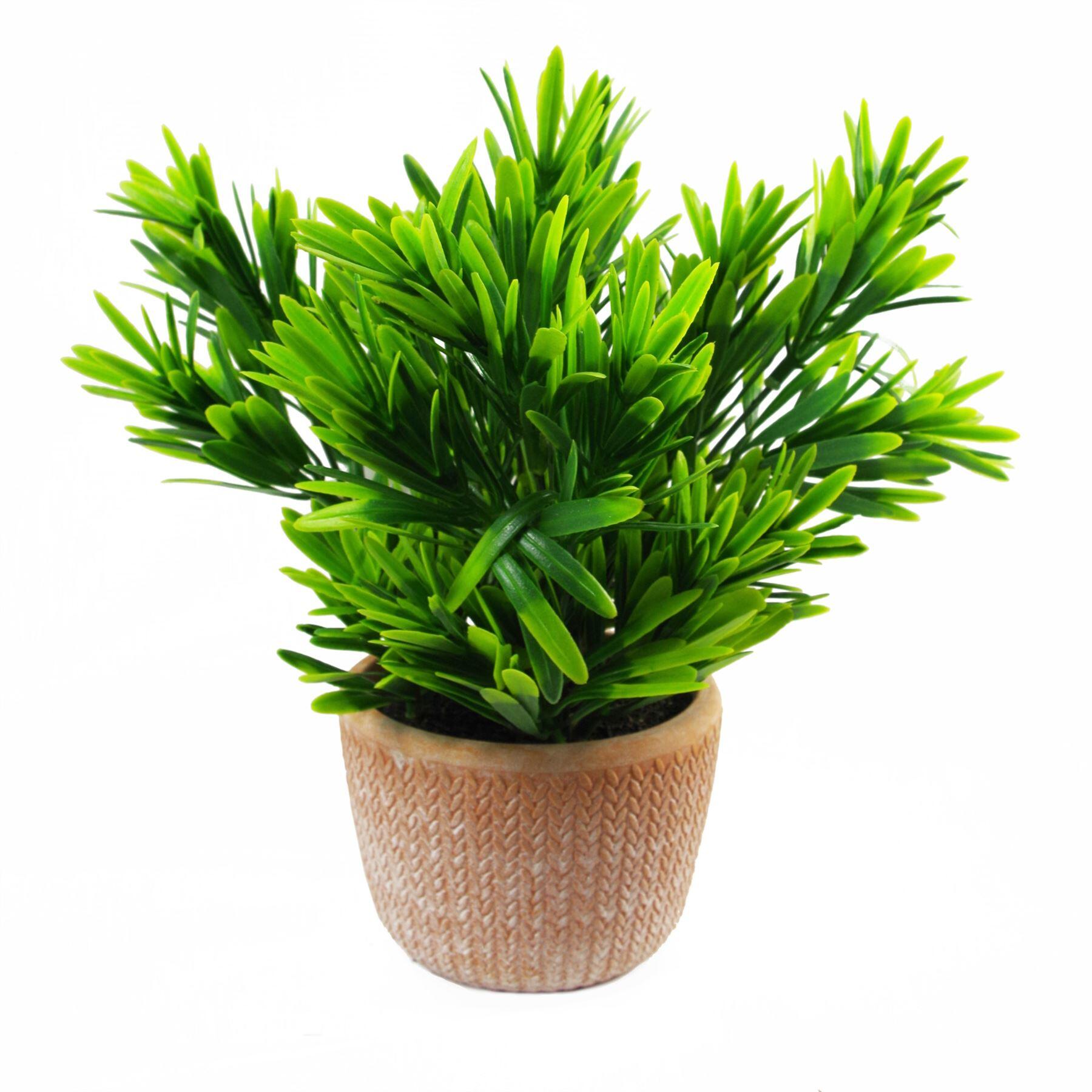 22cm honey plant dark green in terracotta pot view 1