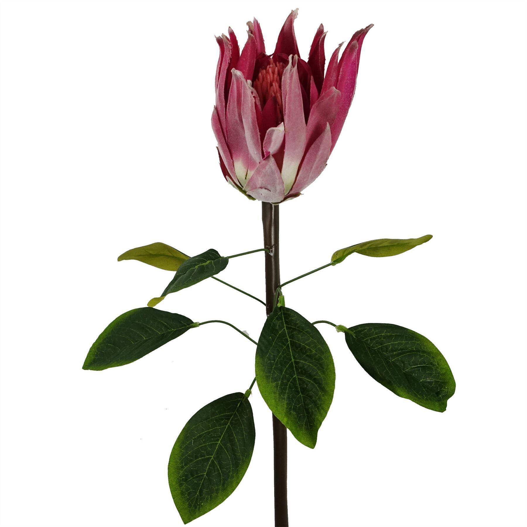 image showing 65cm protea sugarbush flower stem - pink