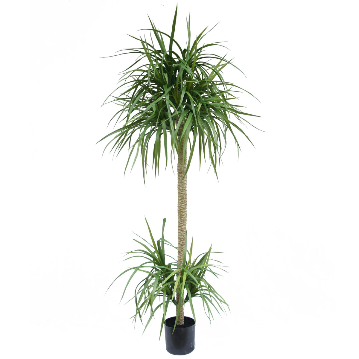 Picture of 180cm Dracaena Realistic Artificial Tree