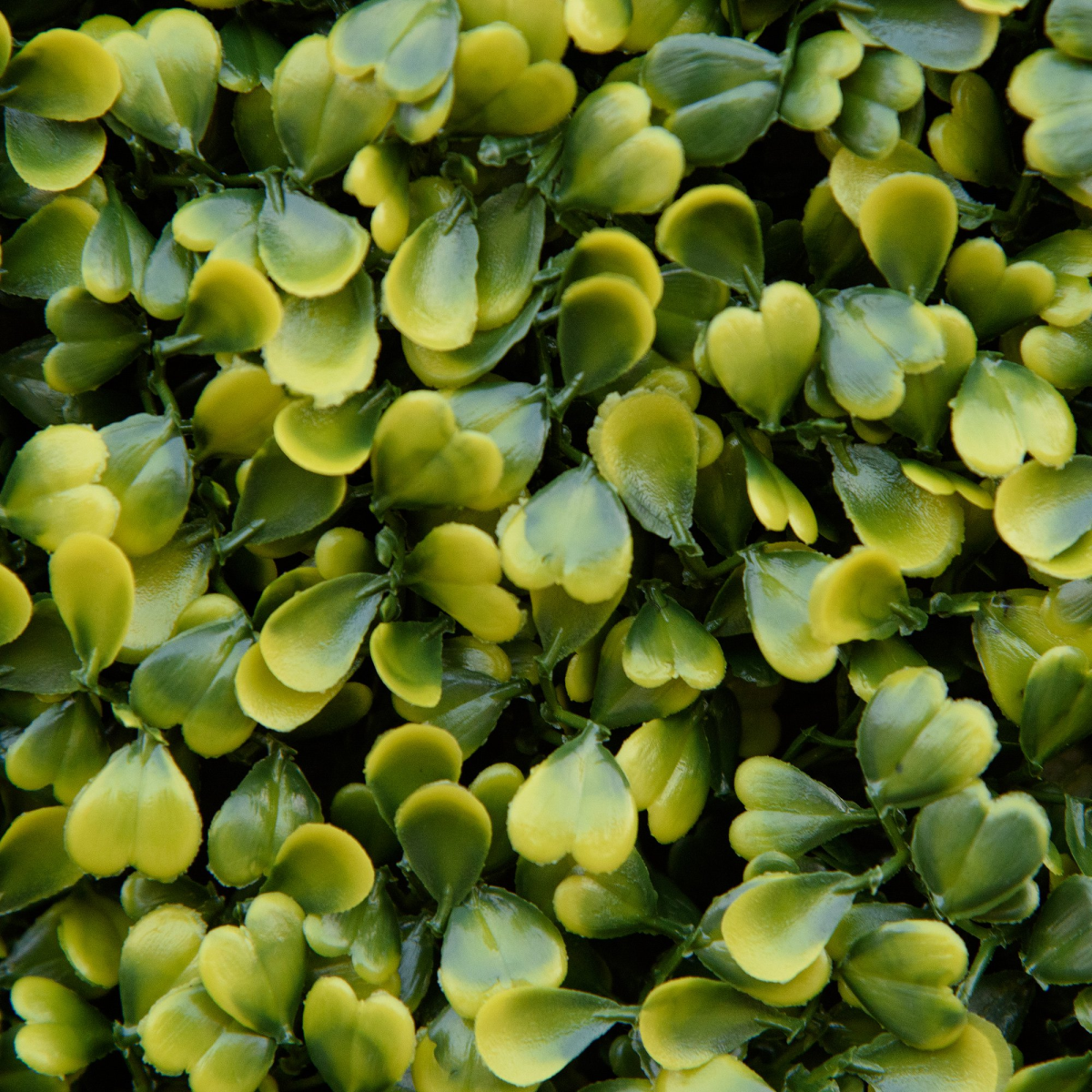 Artificial Boxwood Wall Panels