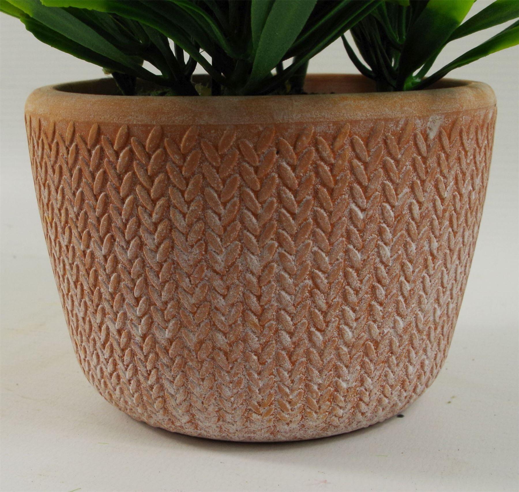 22cm foliage honey plant dark green in terracotta view 3