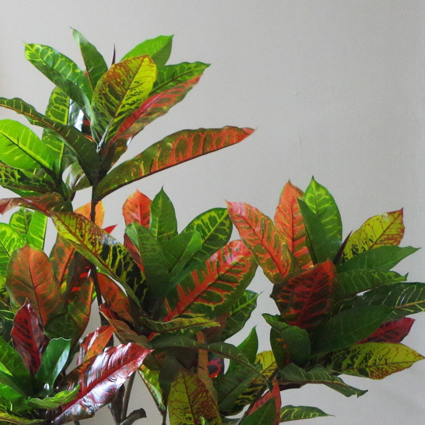 image of 130cm artificial codiaeum multicoloured tree view 3