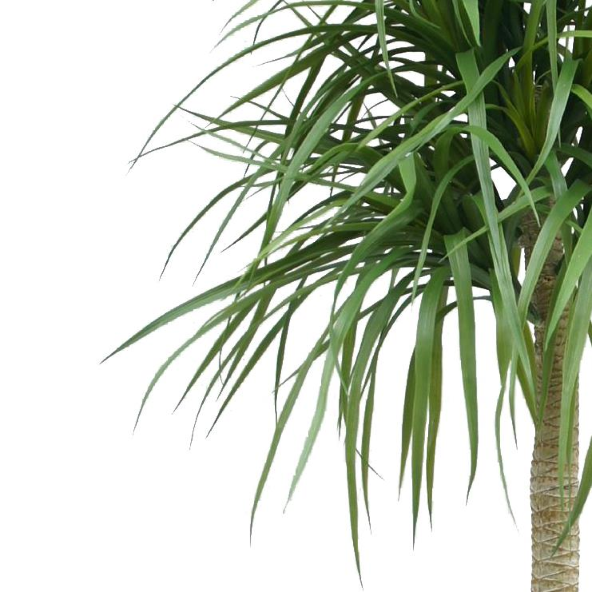 Picture of 180cm Dracaena Realistic Artificial Tree