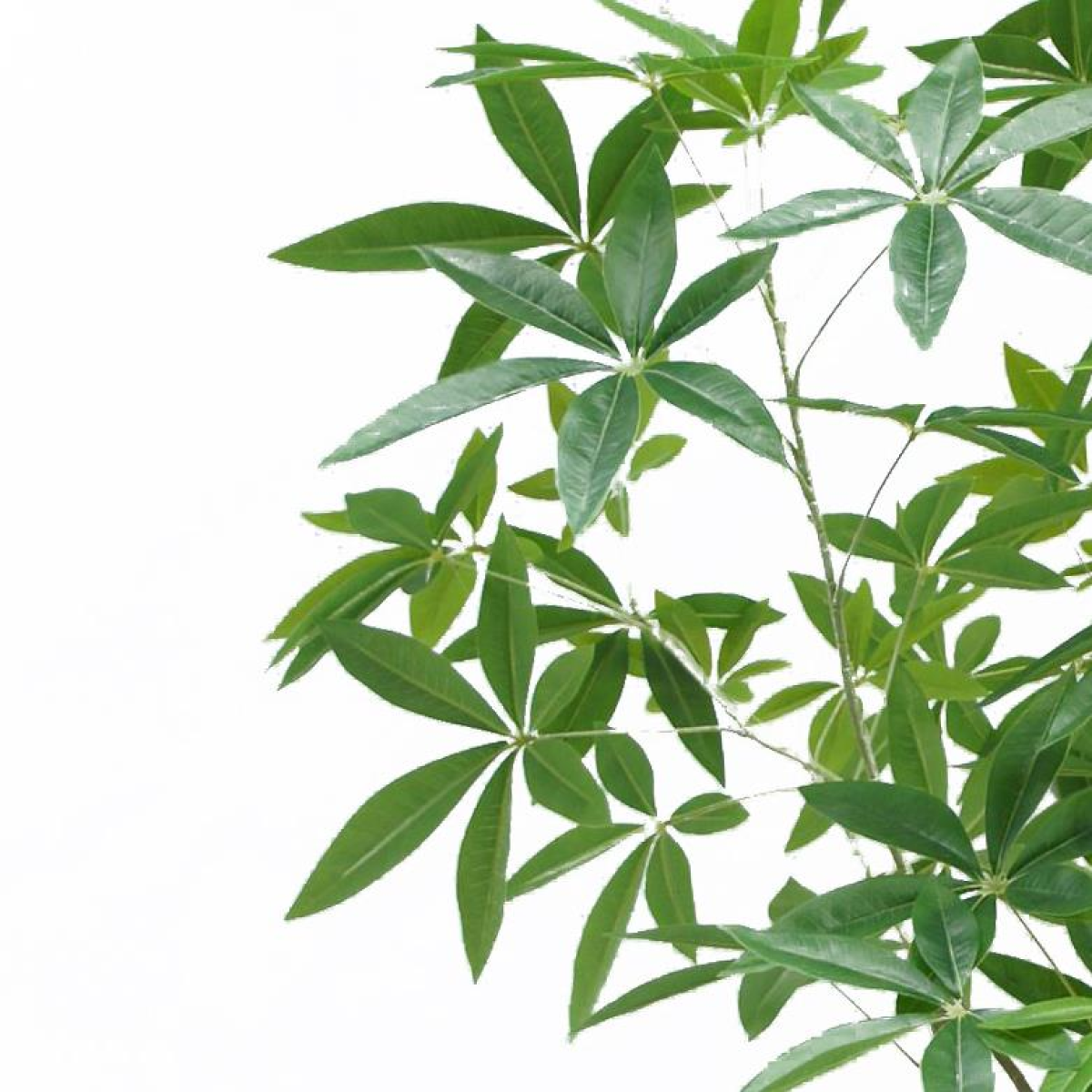 tree tree pachira money realistic 180cm faux product image