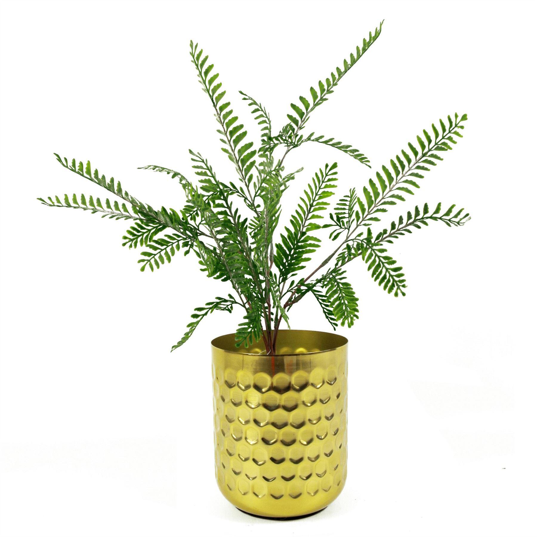 bush dark x 55cm maidenhair 6 plant product image