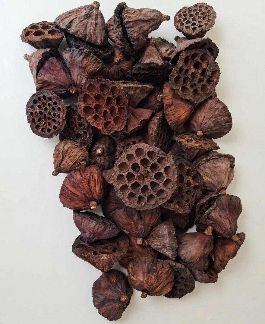 dried lotus heads seeds pods