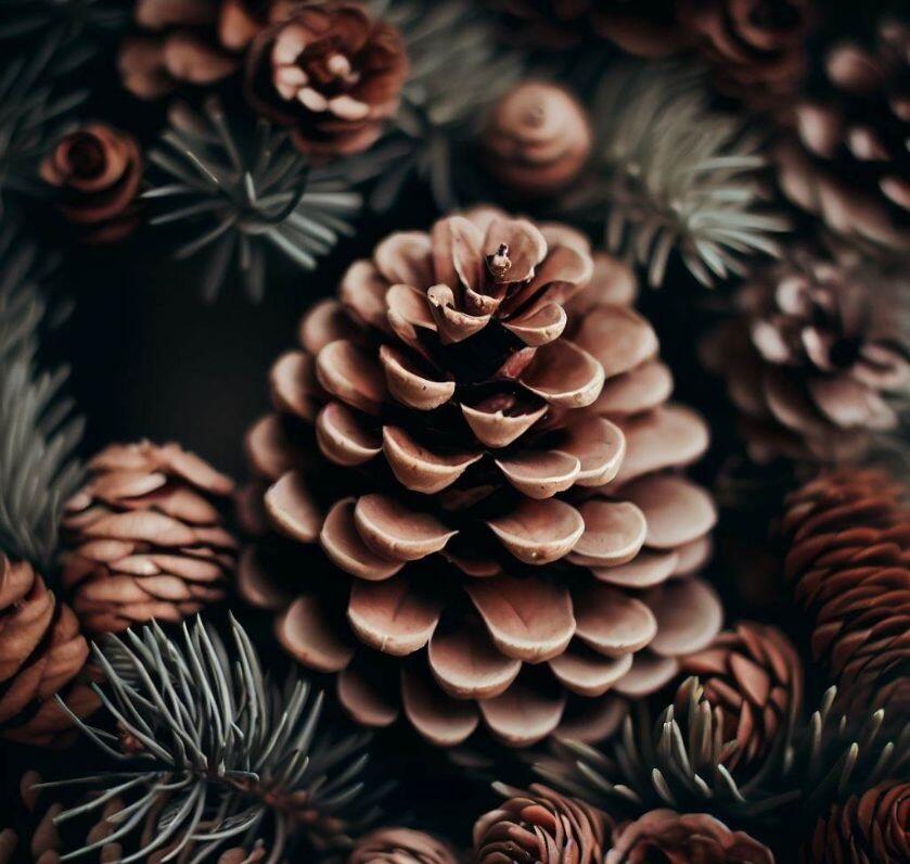pinecone wreath 