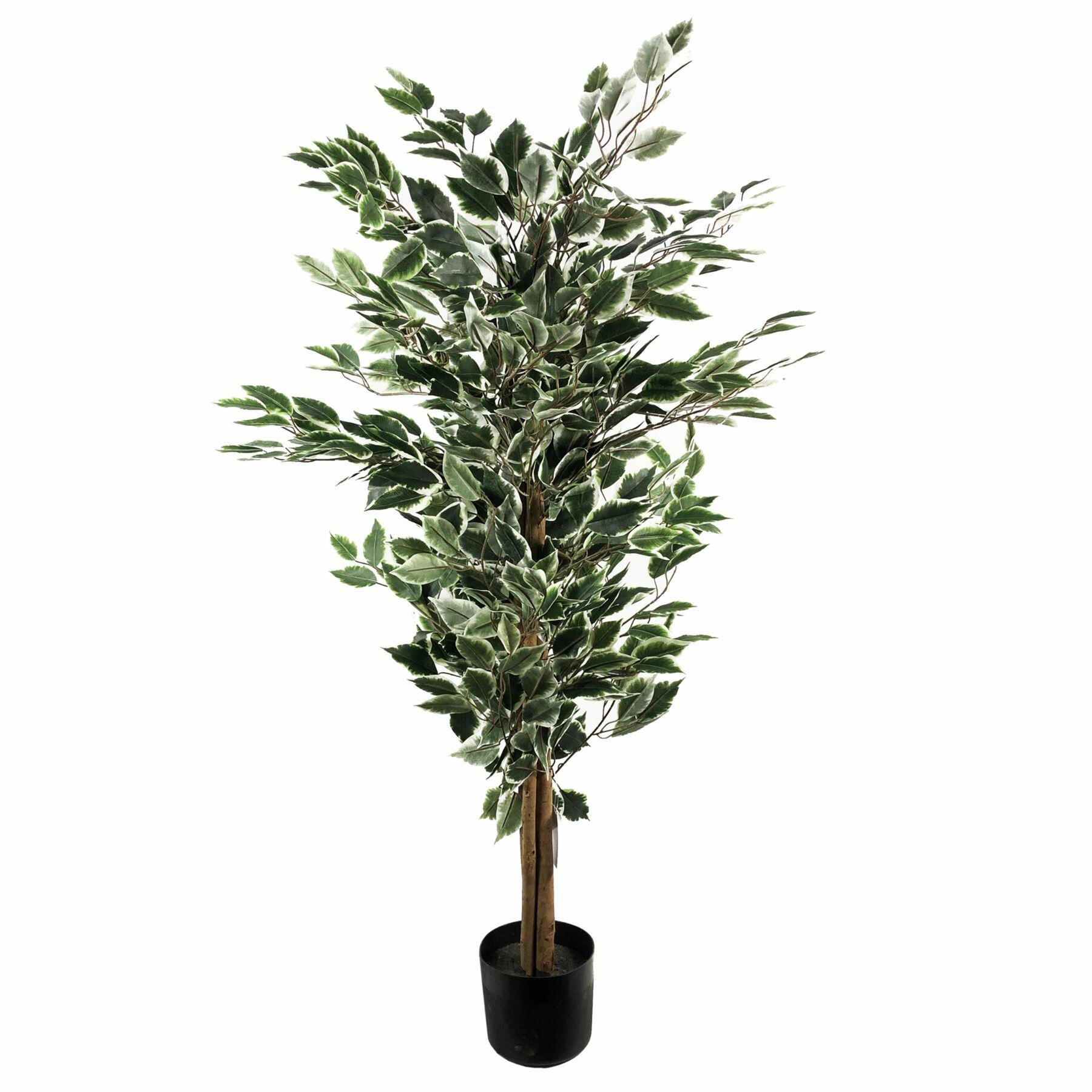 130cm tall variegated whitegreen bushy ficus tree view 1