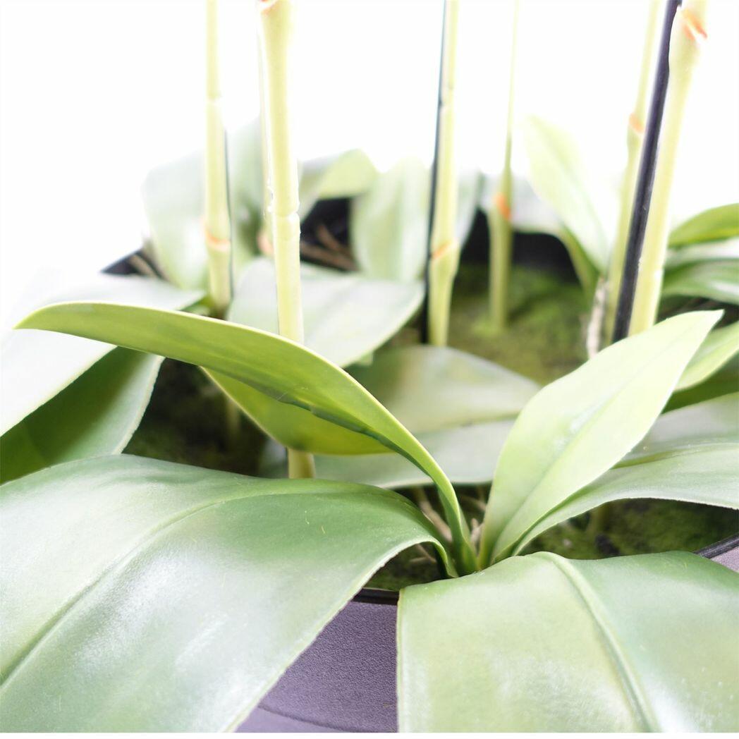 Yellow Peach Orchid Plant Artificial Real Touch Flowers