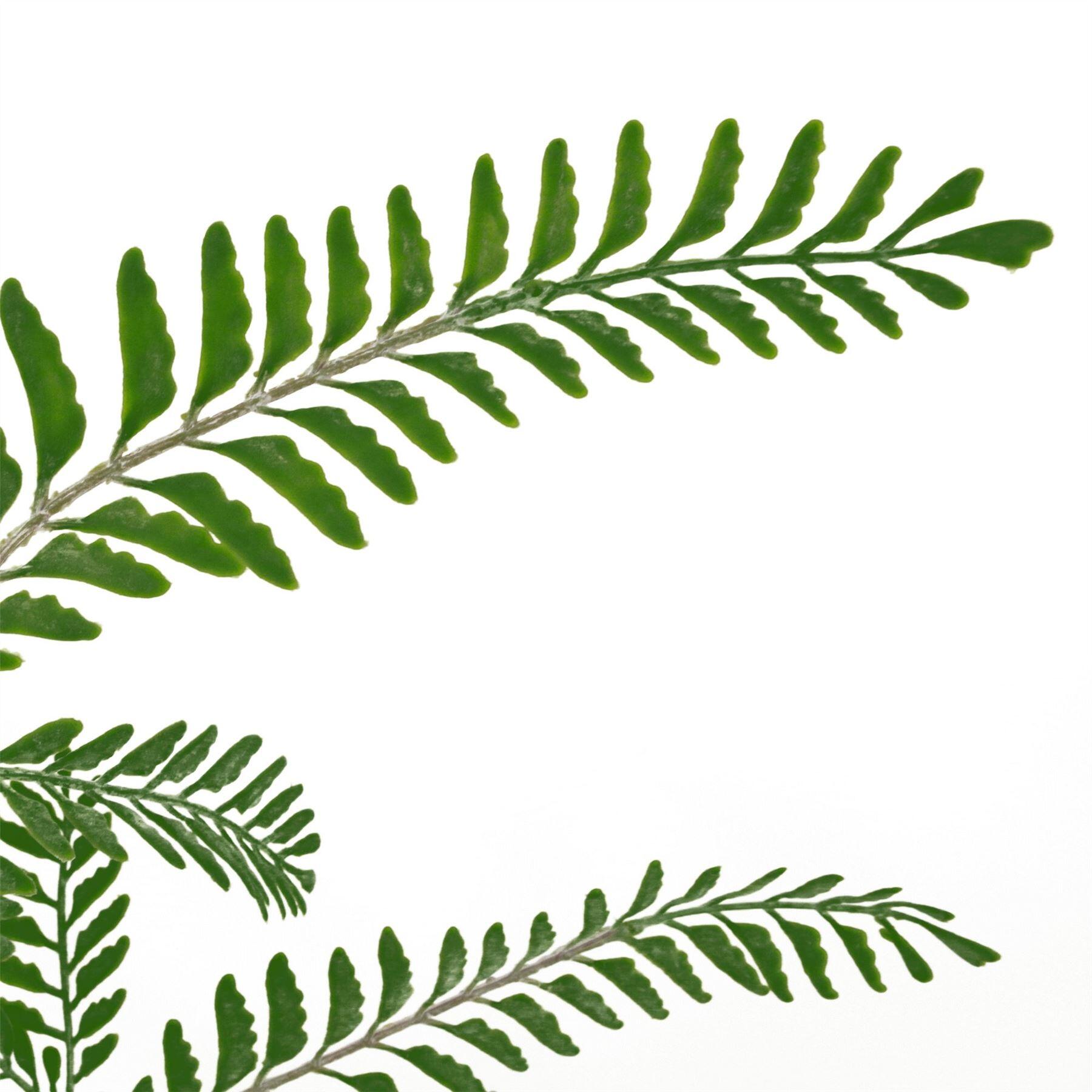fern dark plant maidenhair green 55cm bush product image