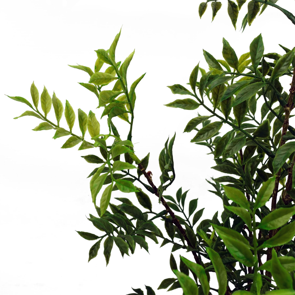 artificial bonsai nandina 60cm tree ficus product image