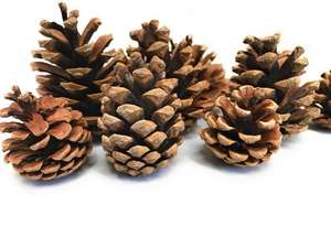 christmas pine cones acorns wreath