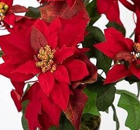 artificial poinsettia flowers