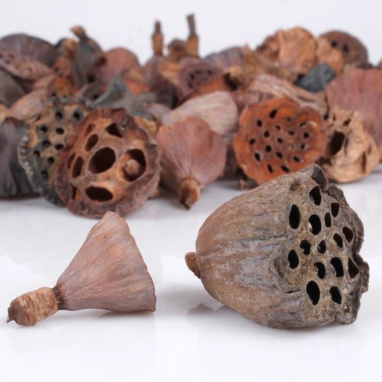 Dried Lotus Heads