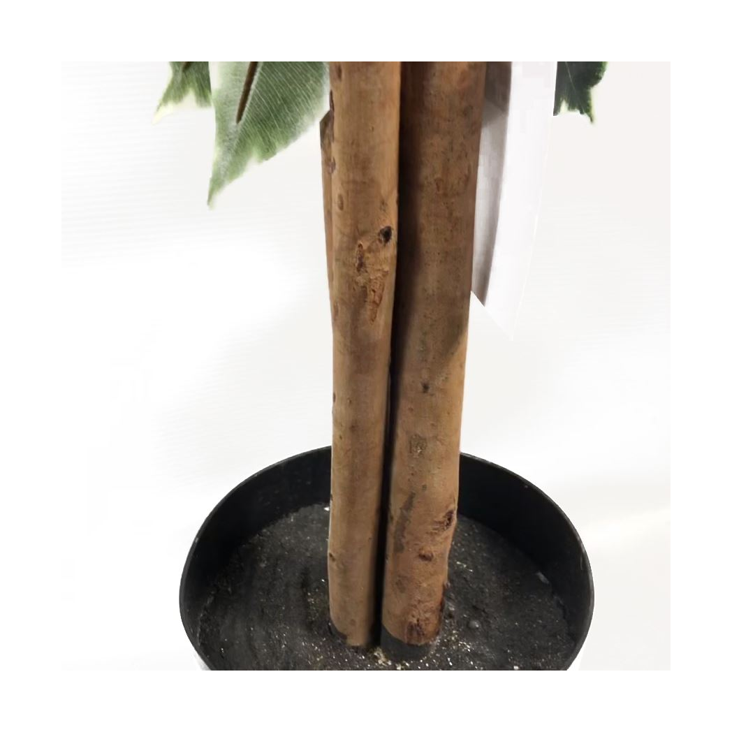 Variegated Bushy Ficus Tree
