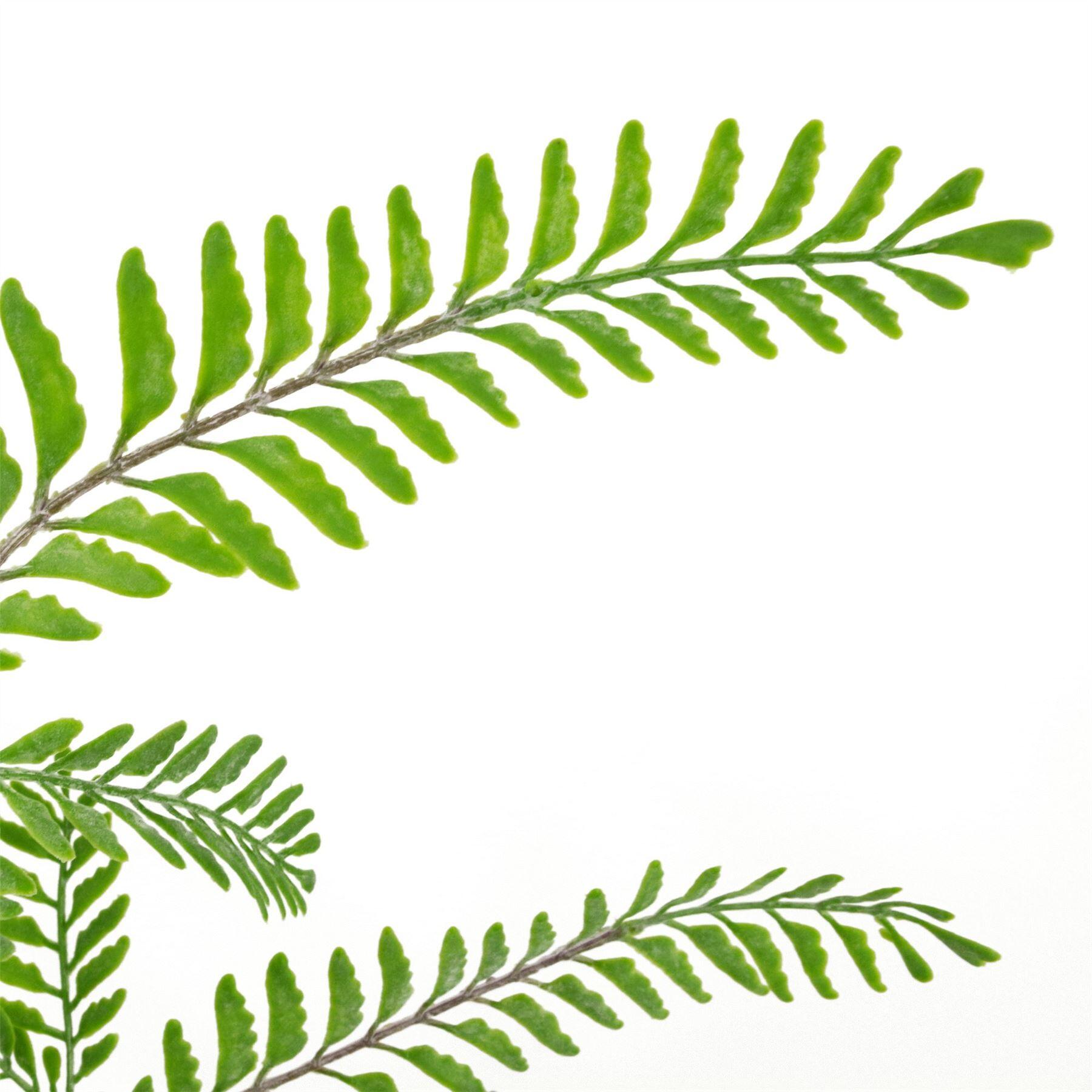 maidenhair himilayan plant 6 light fern x product image