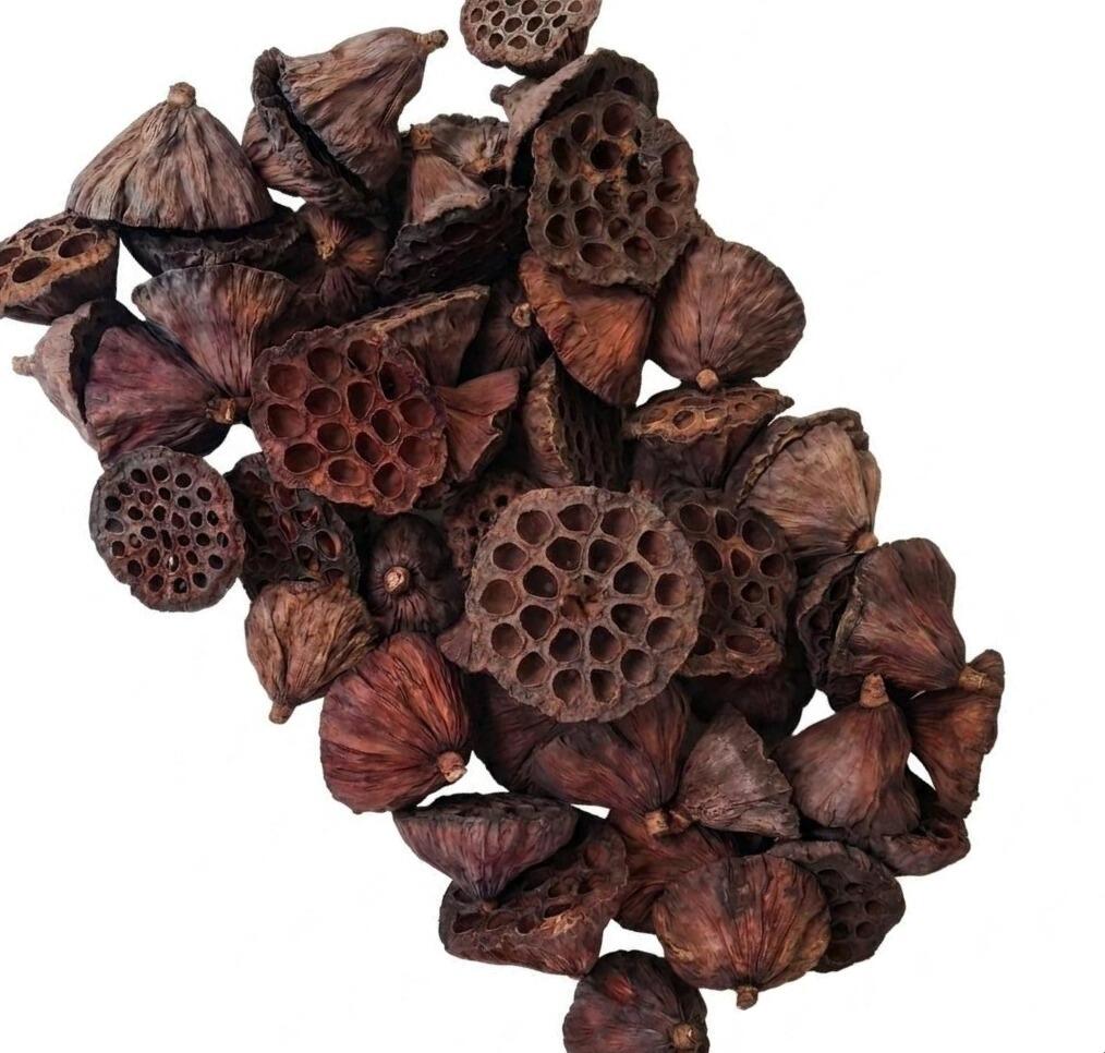 dried lotus heads seeds pods