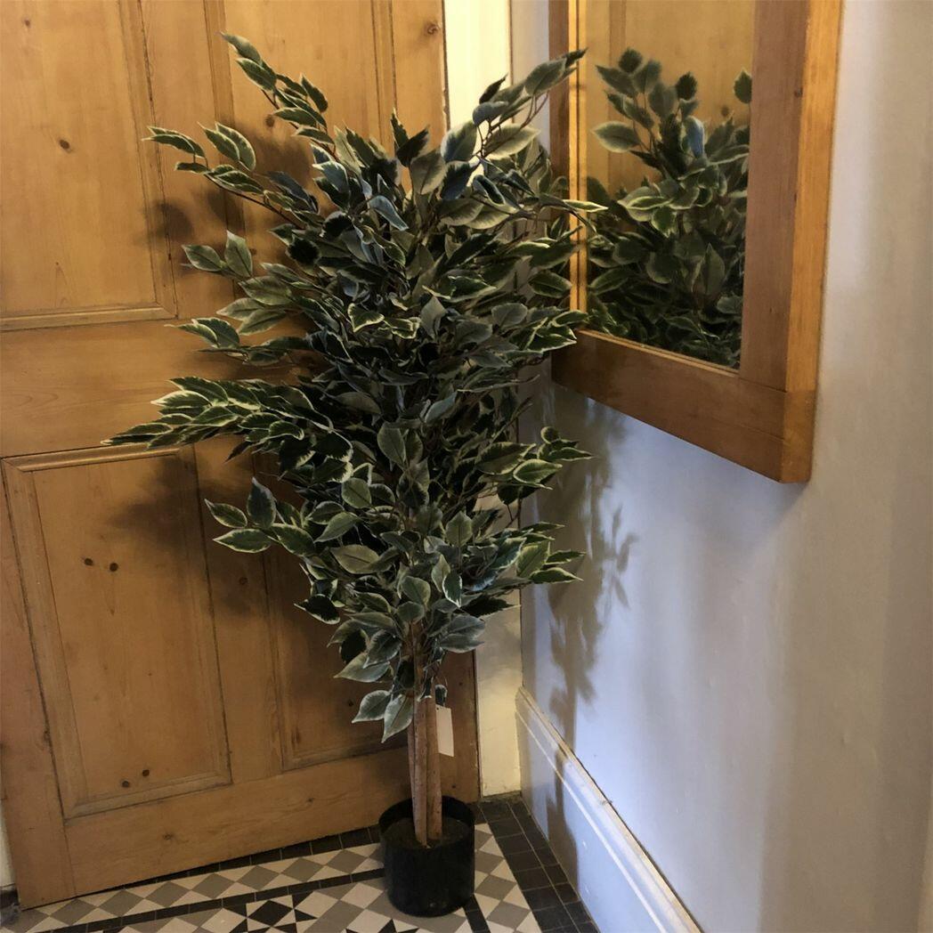 Variegated White and Green Bushy Ficus Tree