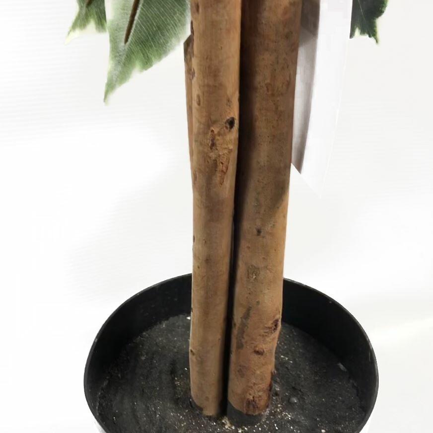 130cm tall variegated whitegreen bushy ficus tree view 3