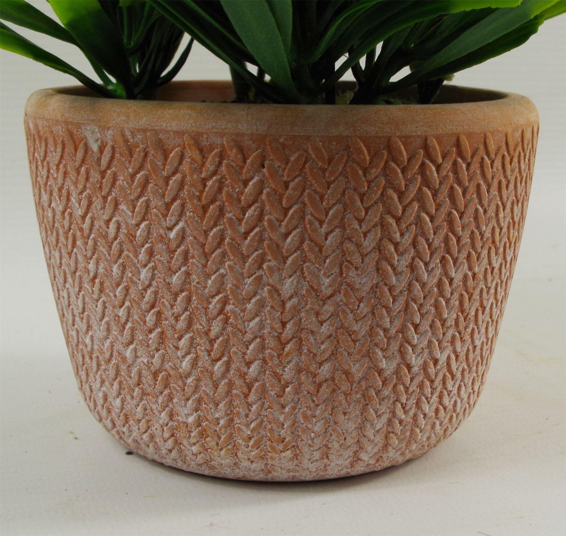 22cm honey plant dark green in terracotta pot view 3