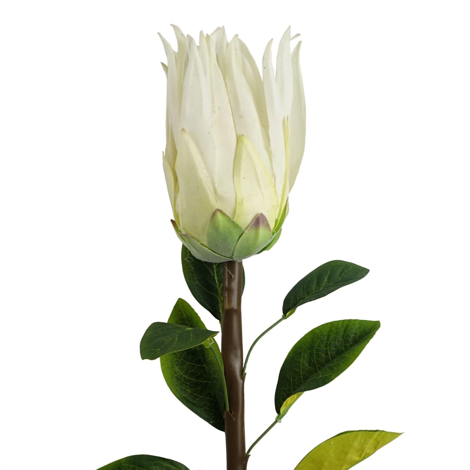 image showing 65cm protea sugarbush flower stem - white