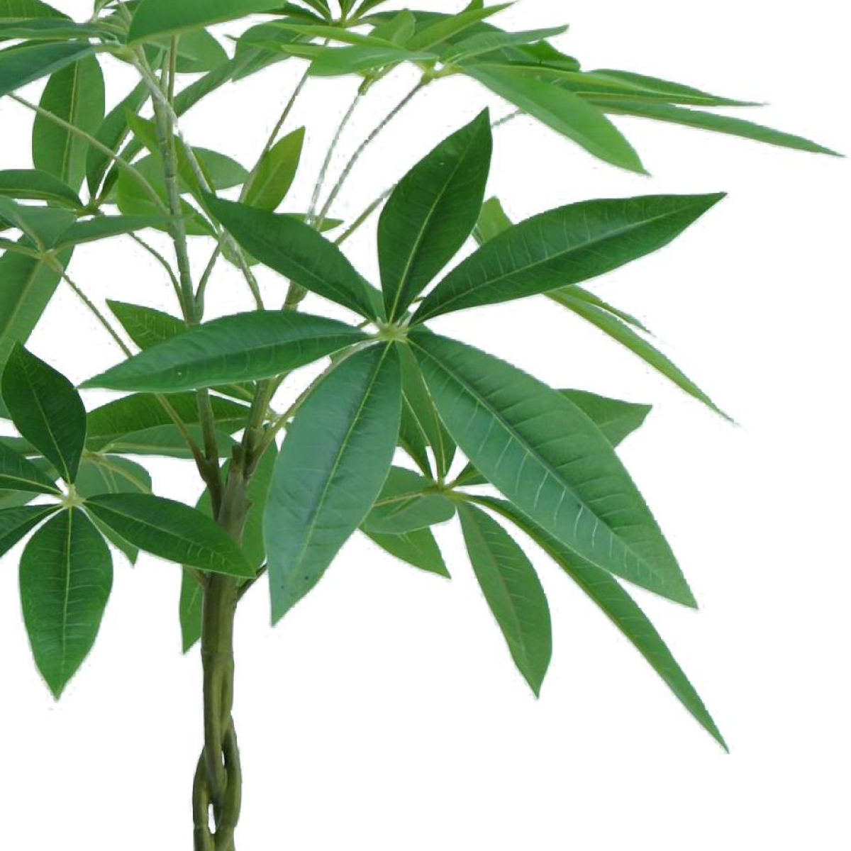 Picture of 70cm Artificial Money Tree Pachira Realistic Faux Plant